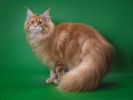 Котенок Мейн-кун, рыжий красавец. фотография